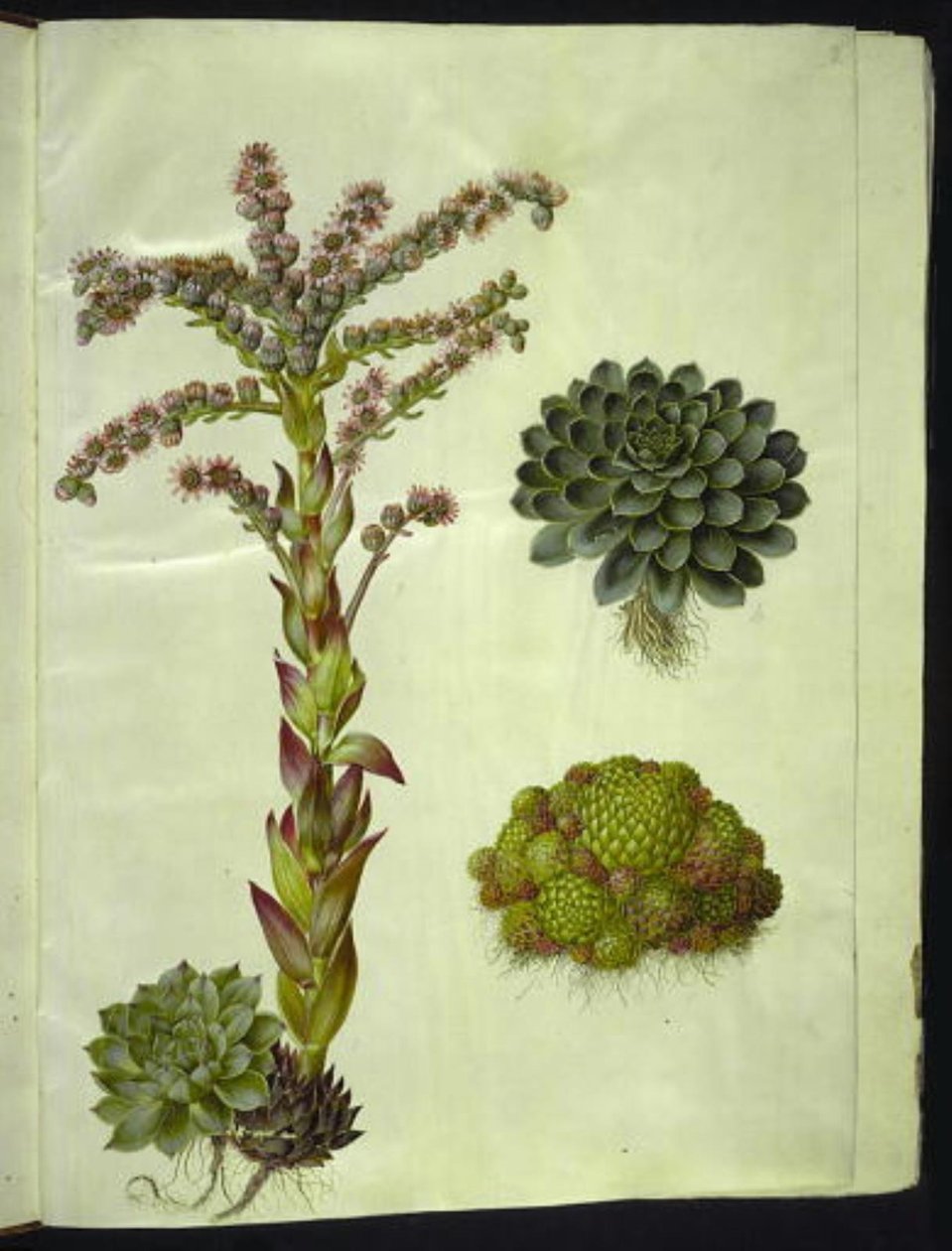 Telhados eternos (almindelig husløg); Montanha sempre verde (bjerg-husløg) de Hans Simon Holtzbecker