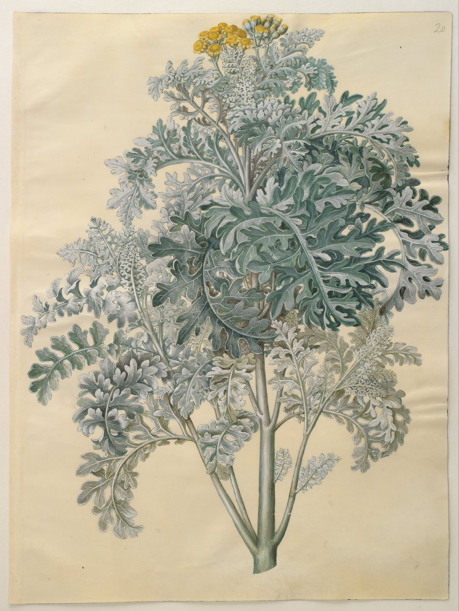 Senocio bicolor de Hans Simon Holtzbecker