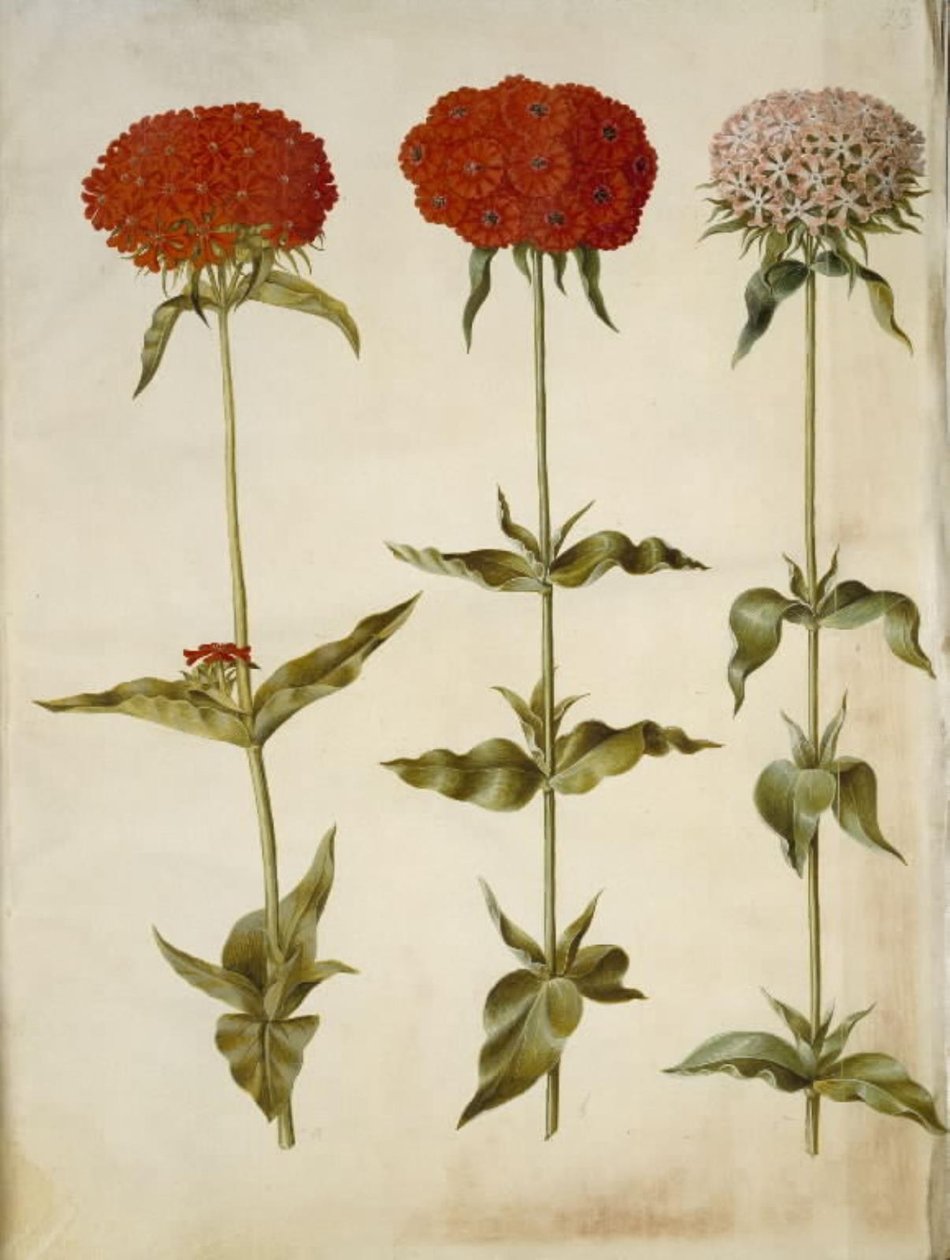 Silene calcedônica (amor ardente) de Hans Simon Holtzbecker