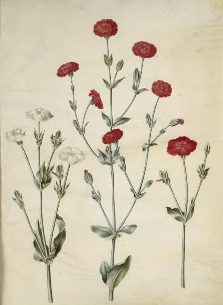 Silene coronaria (ouriço-do-mar da coroa) de Hans Simon Holtzbecker