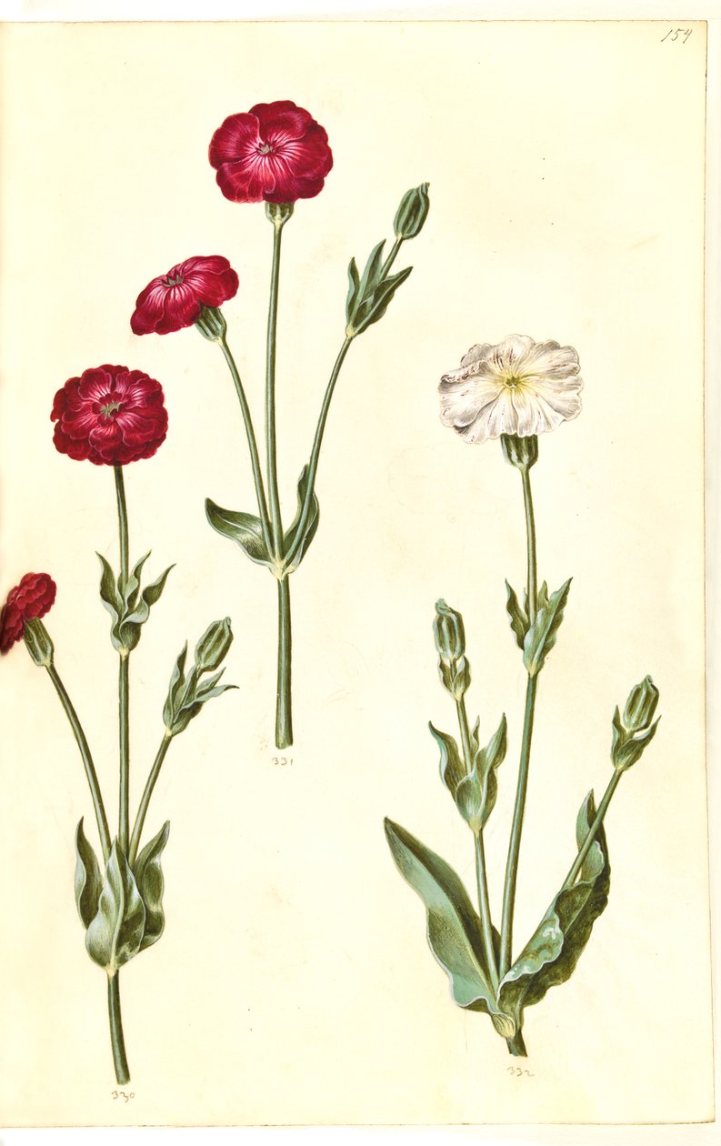 Silene coronaria (ouriço-do-mar da coroa) de Hans Simon Holtzbecker