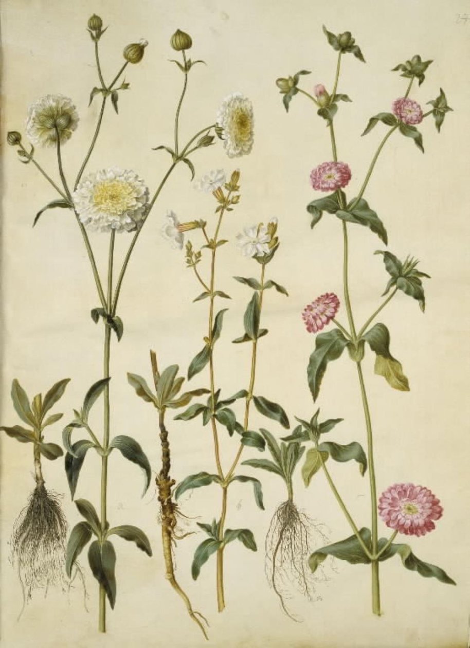 Silene latifolia (estrela da noite); Silene dioica (estrela do dia) de Hans Simon Holtzbecker