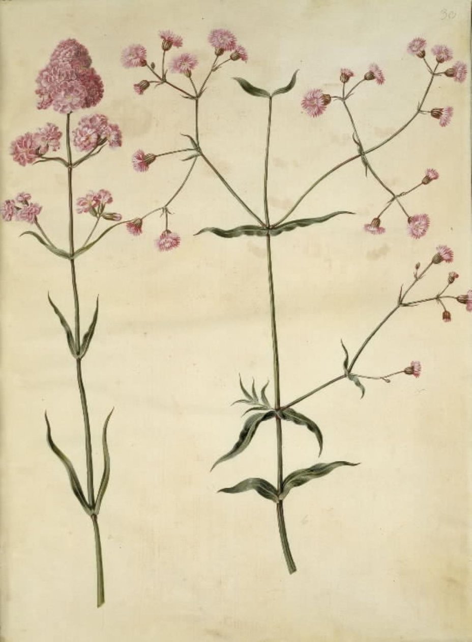 Silene viscaria (cravo de alcatrão comum); Silene (coroa de cortiça) de Hans Simon Holtzbecker