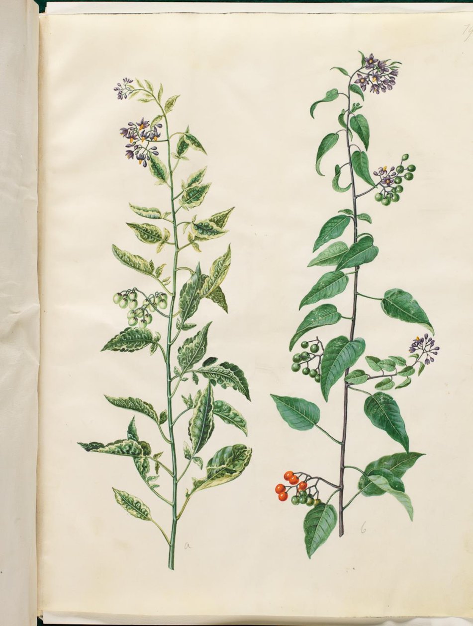Solanum dulcamara (solanum agridoce) de Hans Simon Holtzbecker