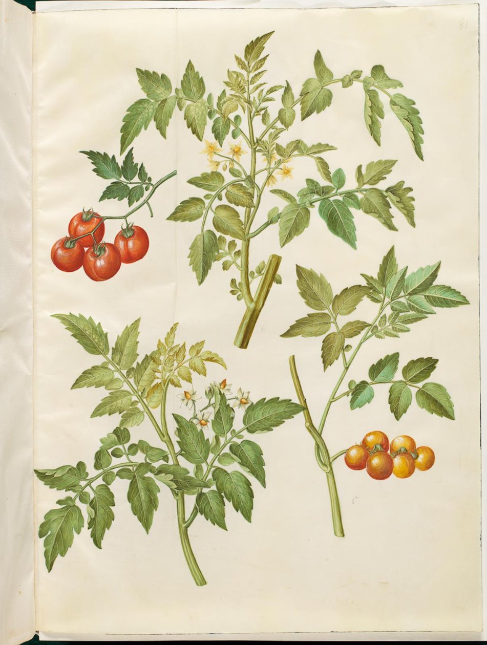 Tomate Solanum (tomate almindelig) de Hans Simon Holtzbecker