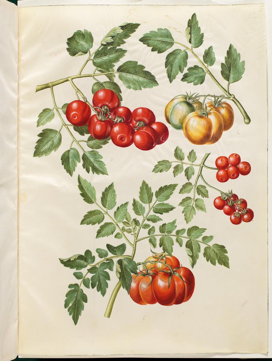 Solanum lycopersicum L. (tomate almindelig) de Hans Simon Holtzbecker