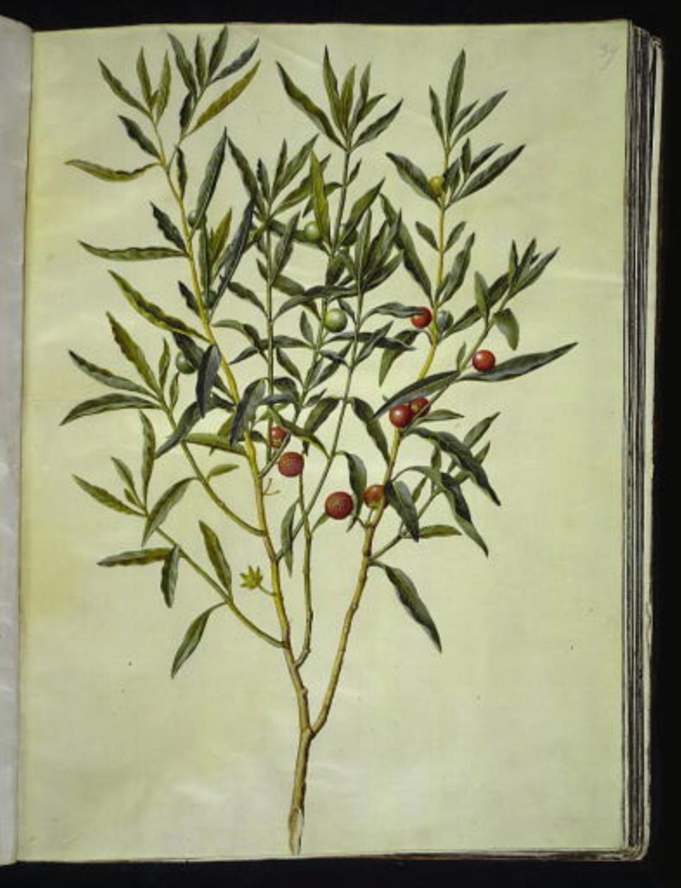 Solanum pseudocapsicum (Árvore de coral de Jerusalém) de Hans Simon Holtzbecker