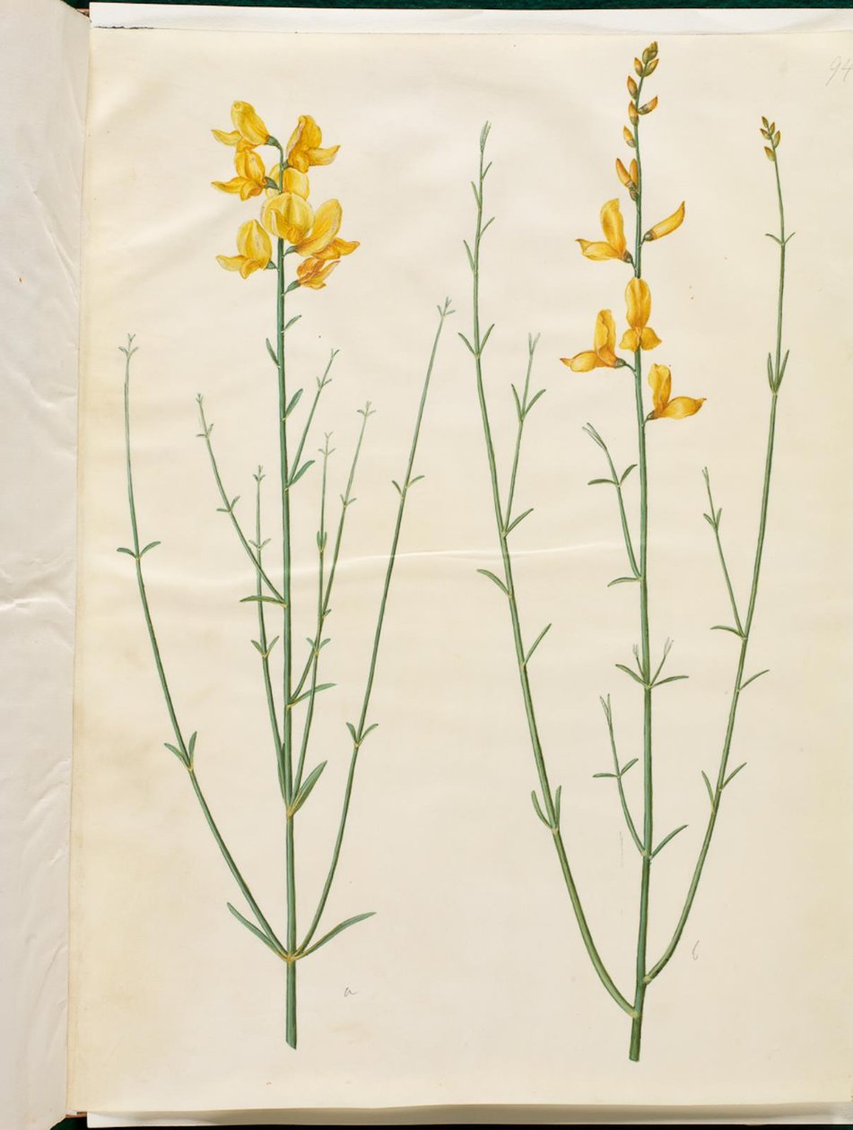 Spartan Junceum (Spartium) de Hans Simon Holtzbecker