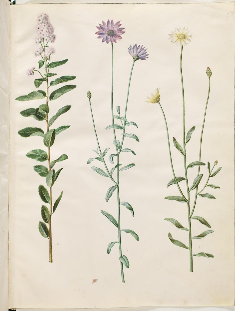 Spiraea salicifolia (spirea pilebladed); Catananche azul (blå rasleblomst) de Hans Simon Holtzbecker