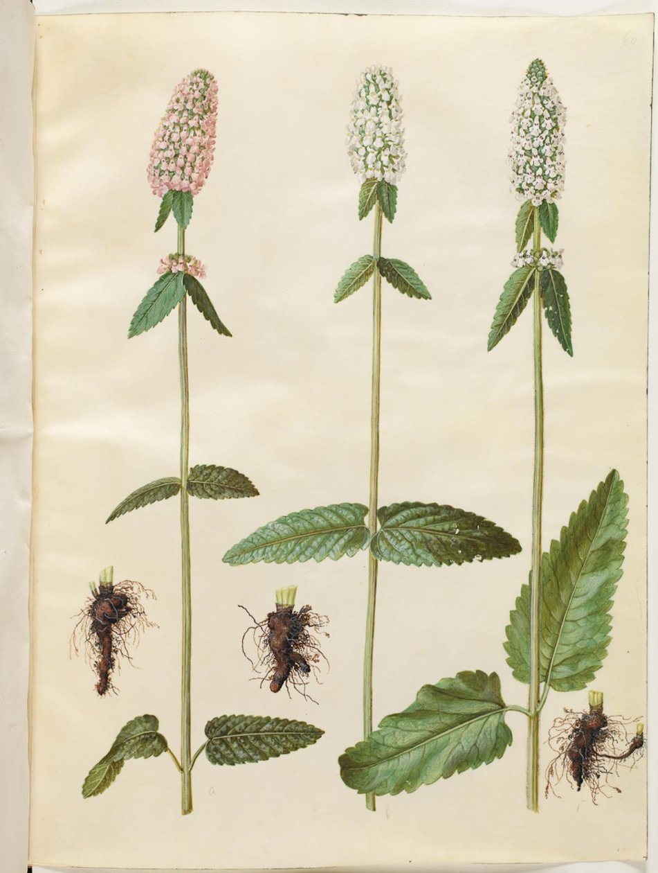 Stachys officinalis (betonia médica) de Hans Simon Holtzbecker