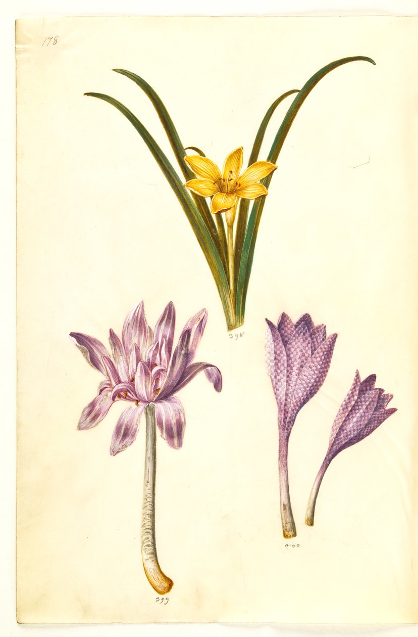 Sternbergia lutea (almindelig sternbergia); Colchicum autumnale (høst-tidløs); Colchicum variegado (plettet tidløs) de Hans Simon Holtzbecker