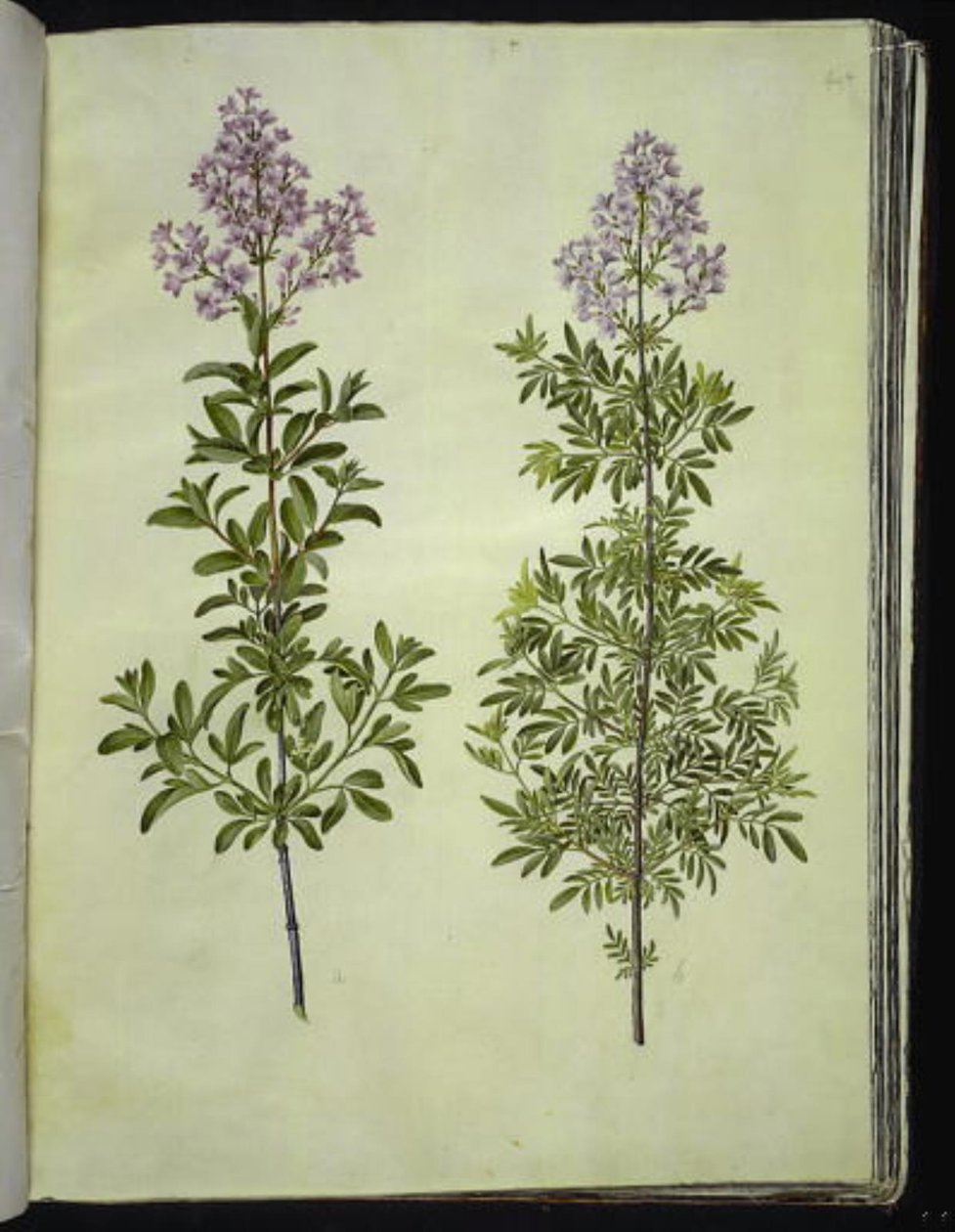Syringa ×laciniata (azeda lobada) de Hans Simon Holtzbecker