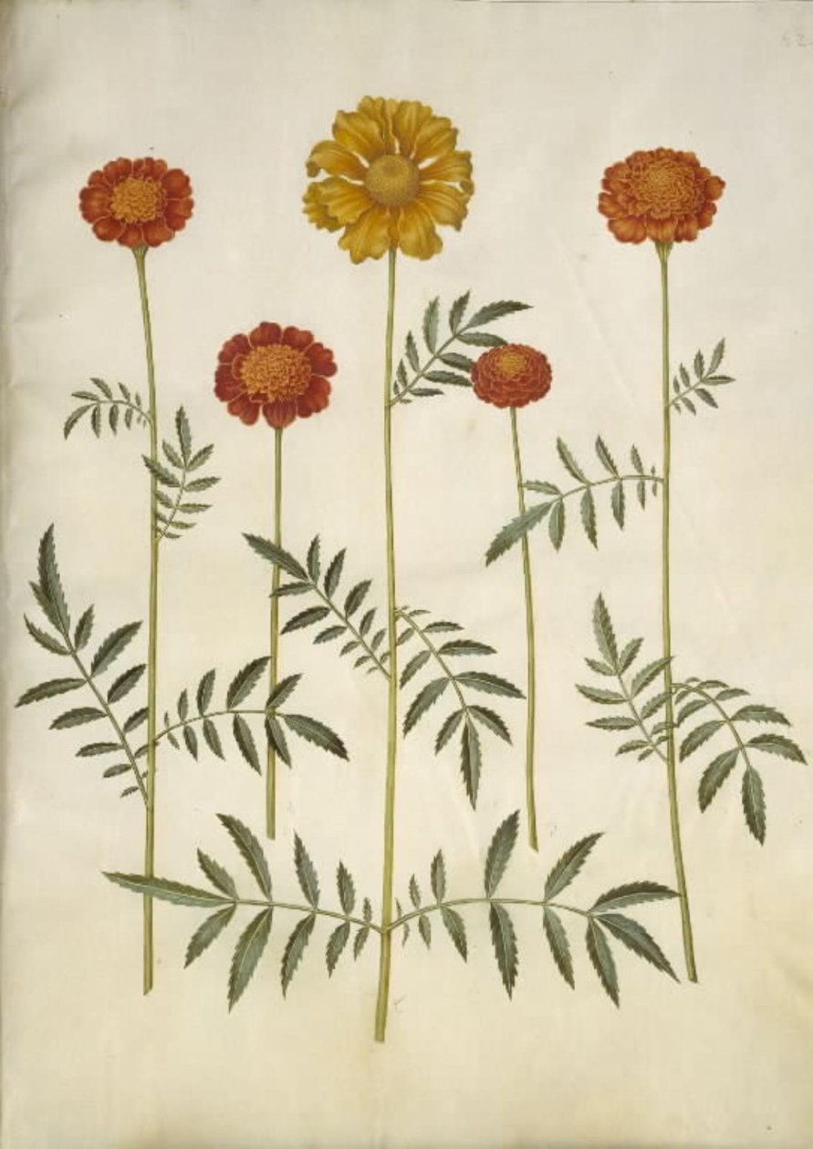 Tagetes patula (flor de veludo barrado) de Hans Simon Holtzbecker