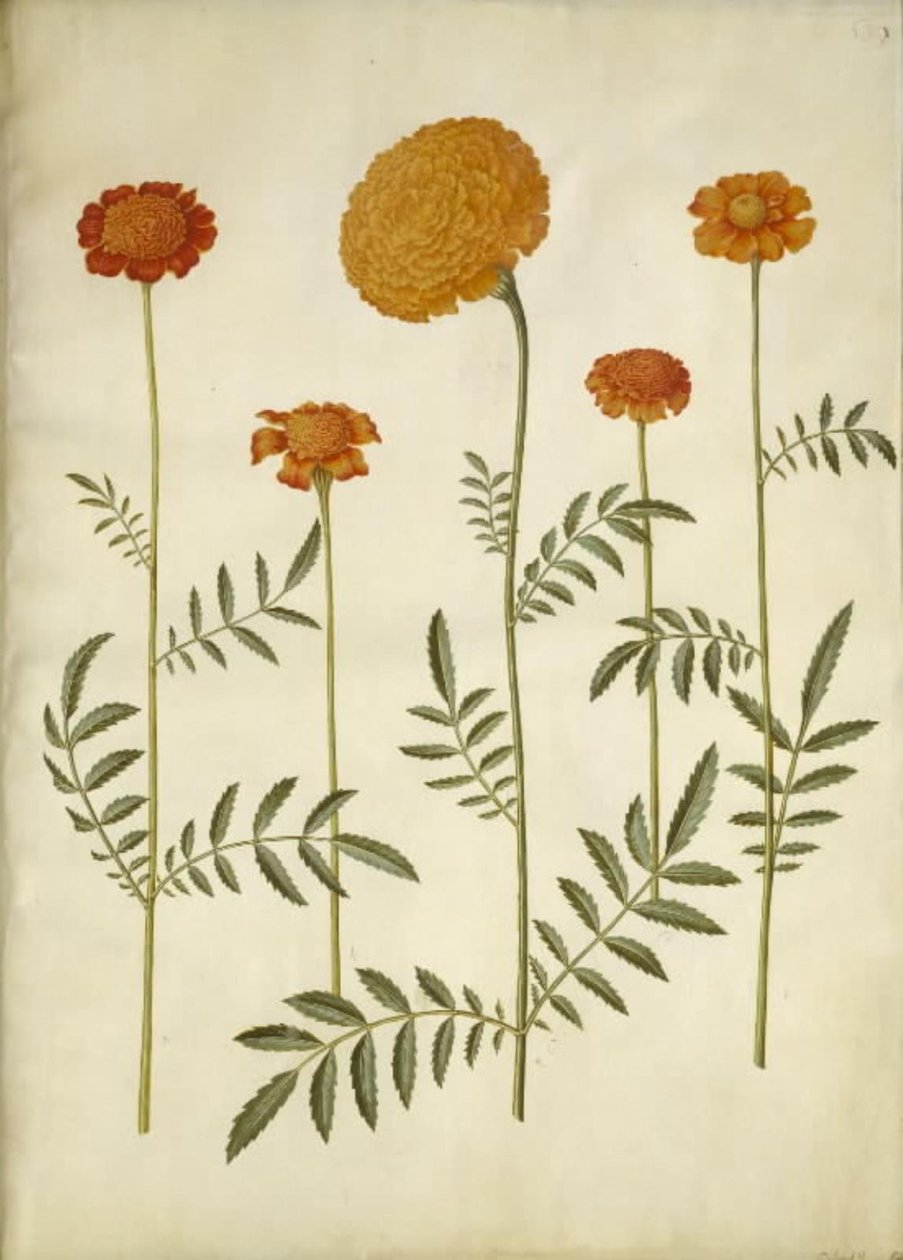 Tagetes patula (flor de veludo barrado); Tagetes erecta (flor de veludo ereta) de Hans Simon Holtzbecker