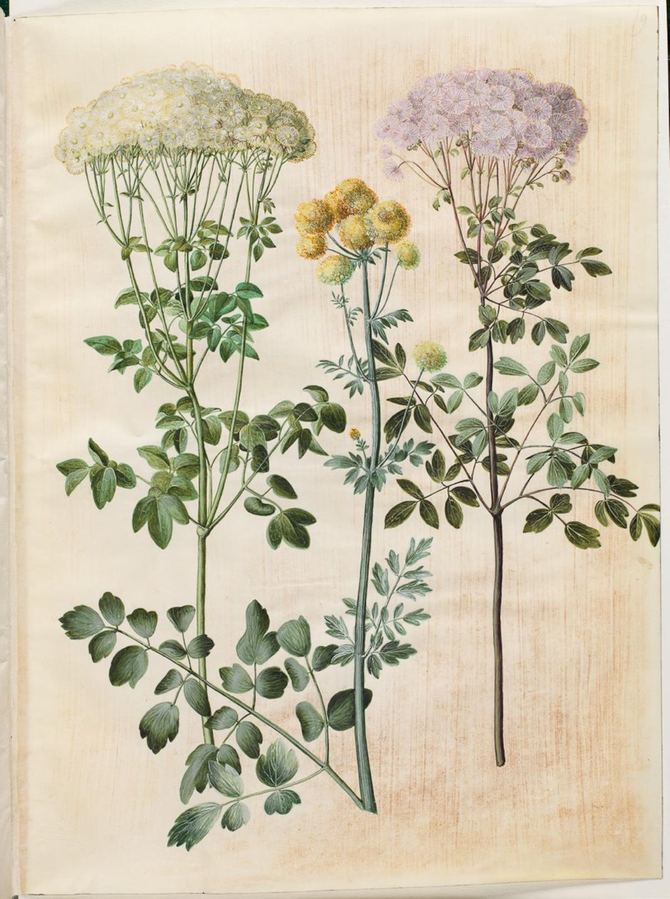 Thalictrum aquilegiifolium (estrela-semente aquilégia); Thalictrum flavum (estrela de semente amarela) de Hans Simon Holtzbecker