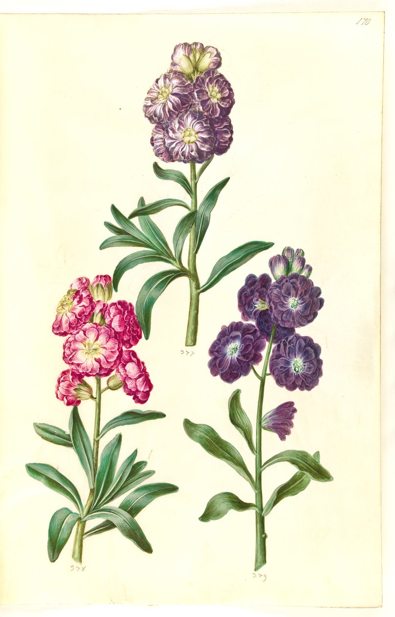 Folha de rosto. coroa de flores de Hans Simon Holtzbecker