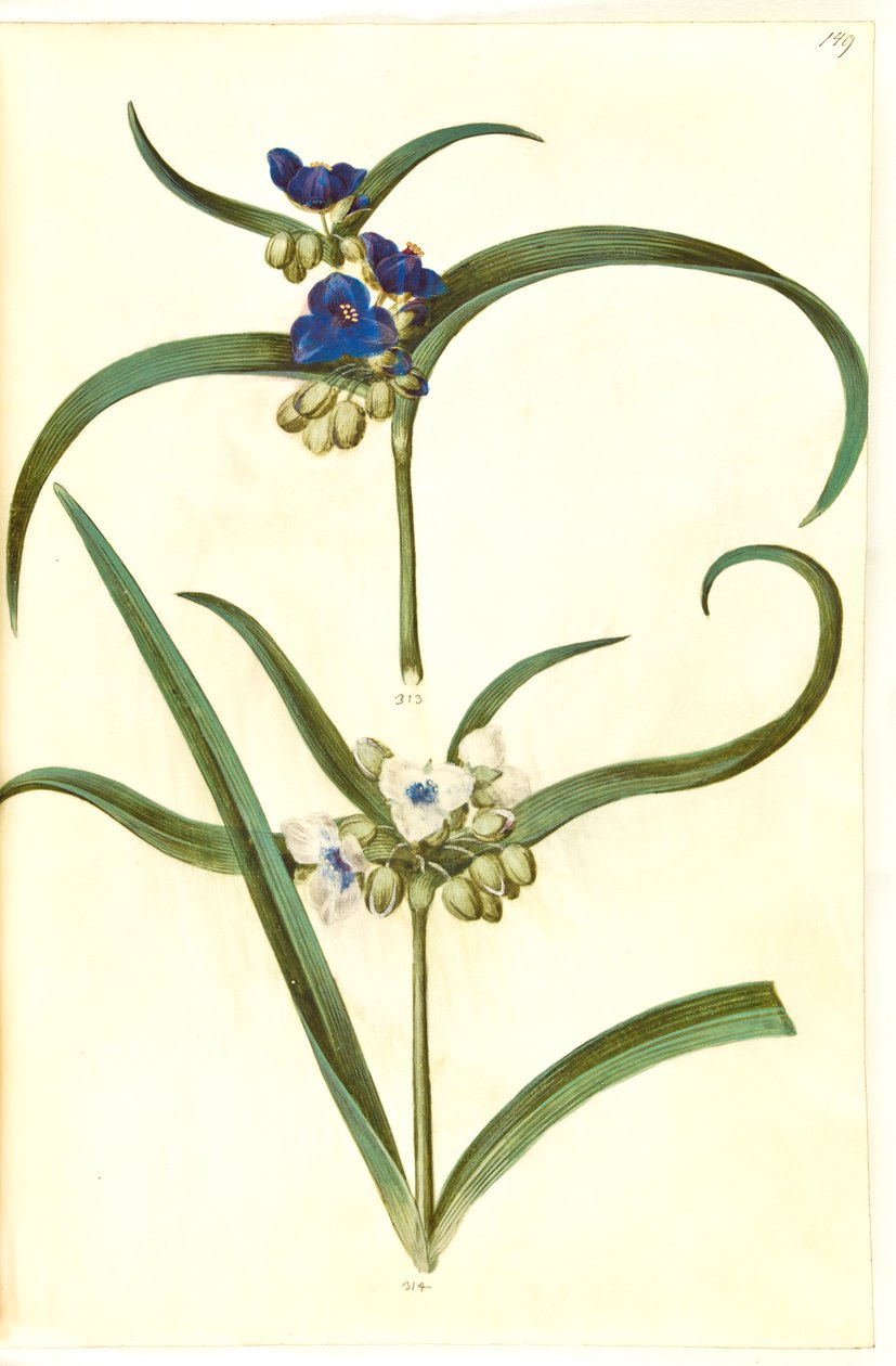 Tradescantia virginiana eller Tradescantia ohiensis (?) (blomsterjøde) de Hans Simon Holtzbecker