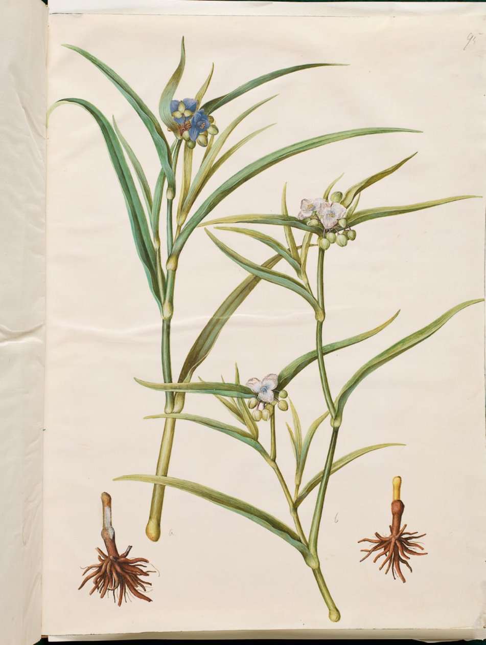 Tradescantia virginiana ou Tradescantia ohiensis (judeu da flor ou judeu da flor de ohio) de Hans Simon Holtzbecker