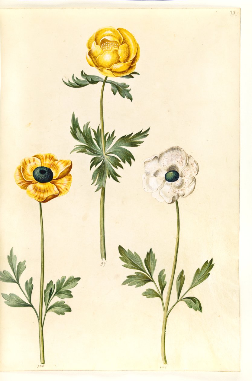 Trollius europaeus (ameixa do prado europeu); Ranunculus asiaticus (bolinho de ouro do jardim) de Hans Simon Holtzbecker