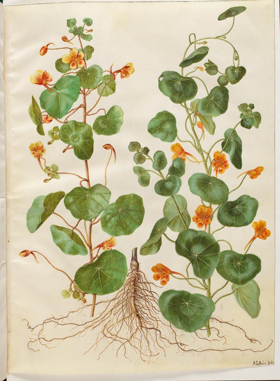 Tropaeolum minus (pequeno agrião) de Hans Simon Holtzbecker