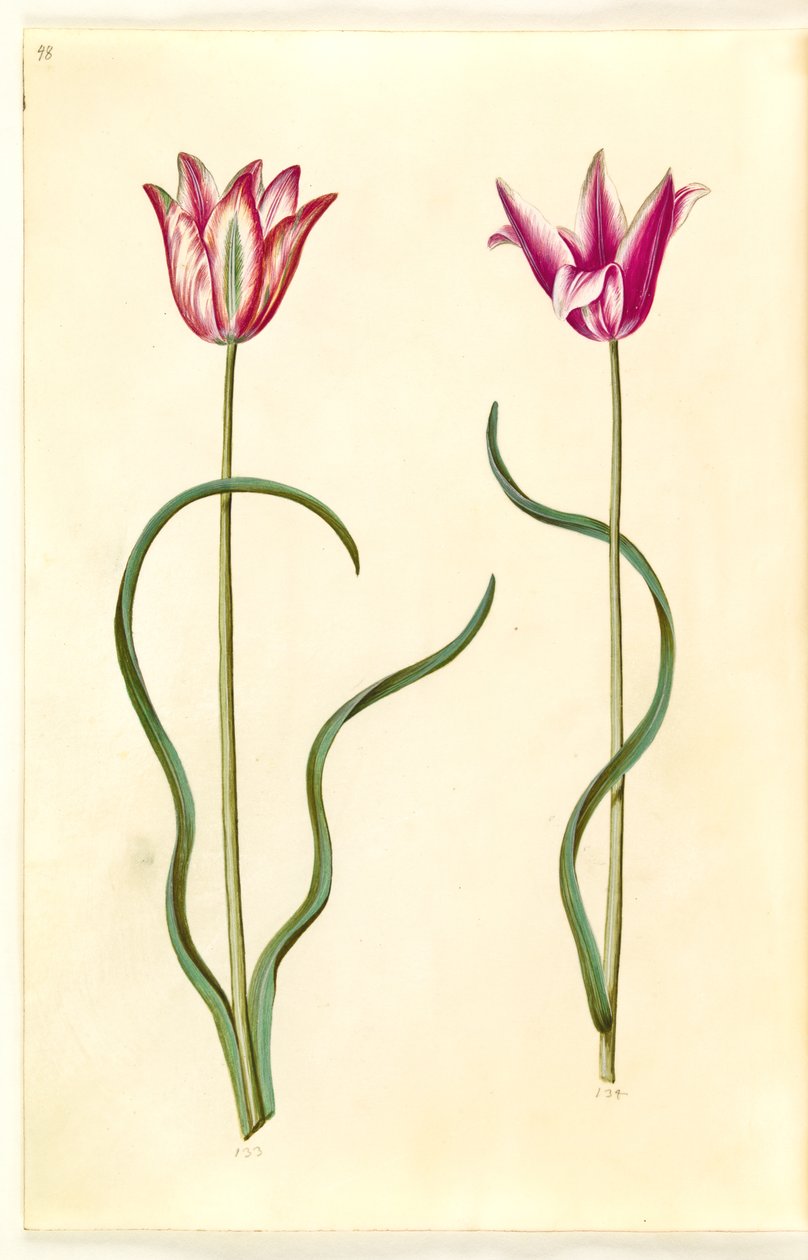 Tulipa clusiana (clusius-tulip) de Hans Simon Holtzbecker