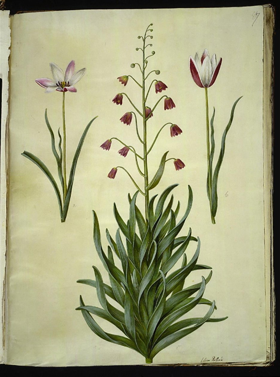 Tulipa clusiana (clusius-tulipan); Fritillaria persica (fritillaria persisk) de Hans Simon Holtzbecker