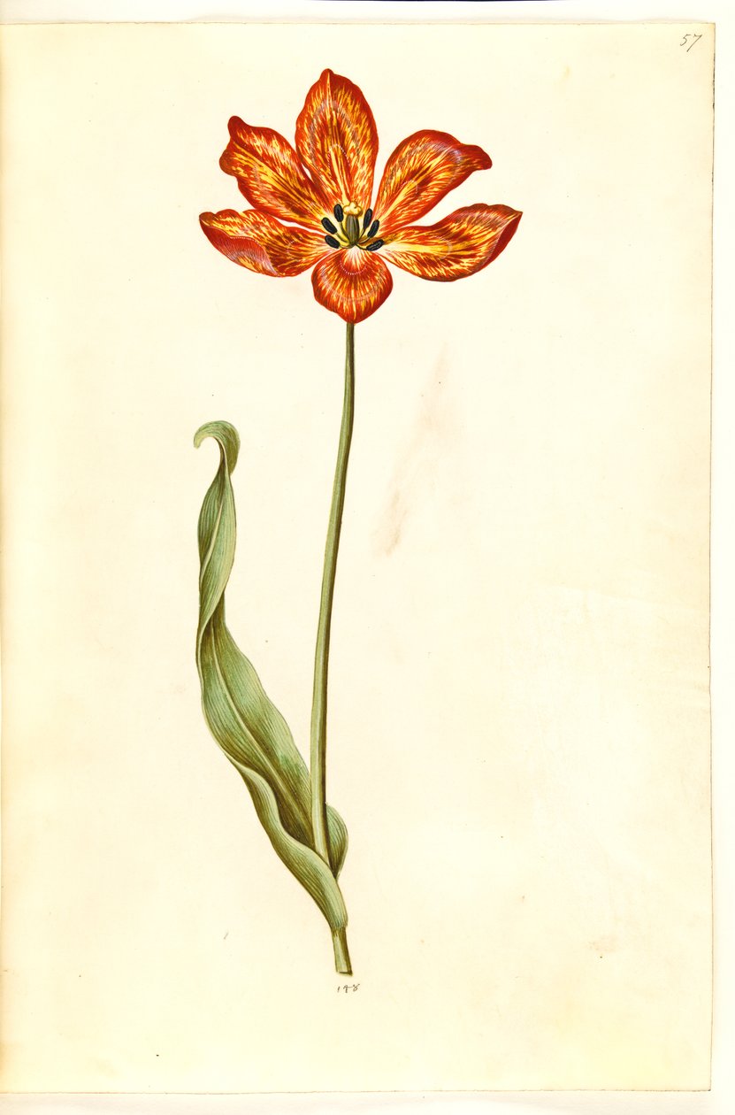 Tulipa gesneriana (ter-tulipan) de Hans Simon Holtzbecker