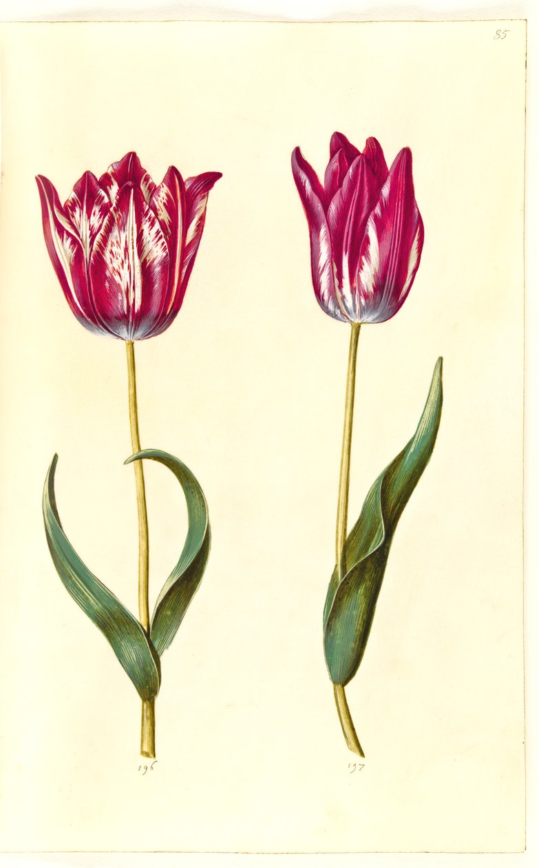 Tulipa gesneriana (ter-tulipan) de Hans Simon Holtzbecker