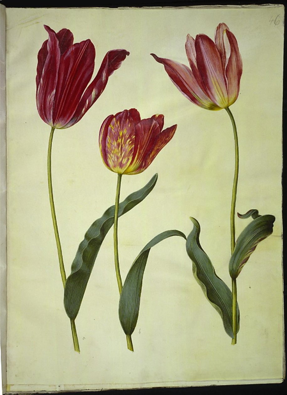 Tulipa gesneriana (ter-tulipan) de Hans Simon Holtzbecker