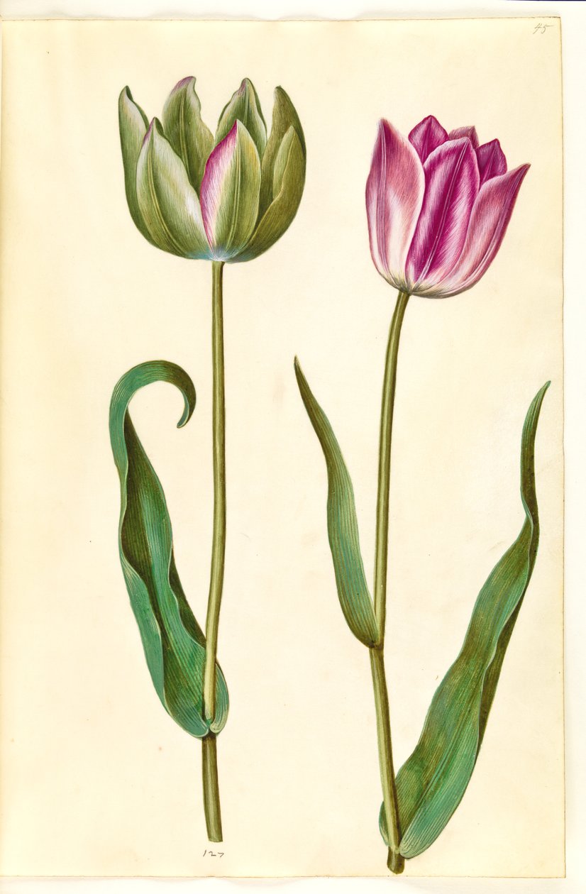 Tulipa gesneriana (ter-tulipan) de Hans Simon Holtzbecker