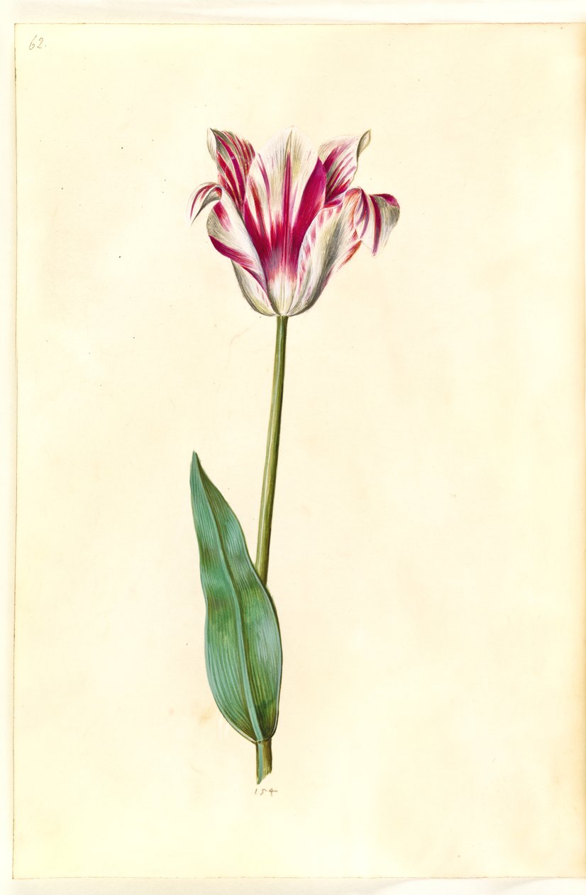 Tulipa gesneriana (ter-tulipan) de Hans Simon Holtzbecker