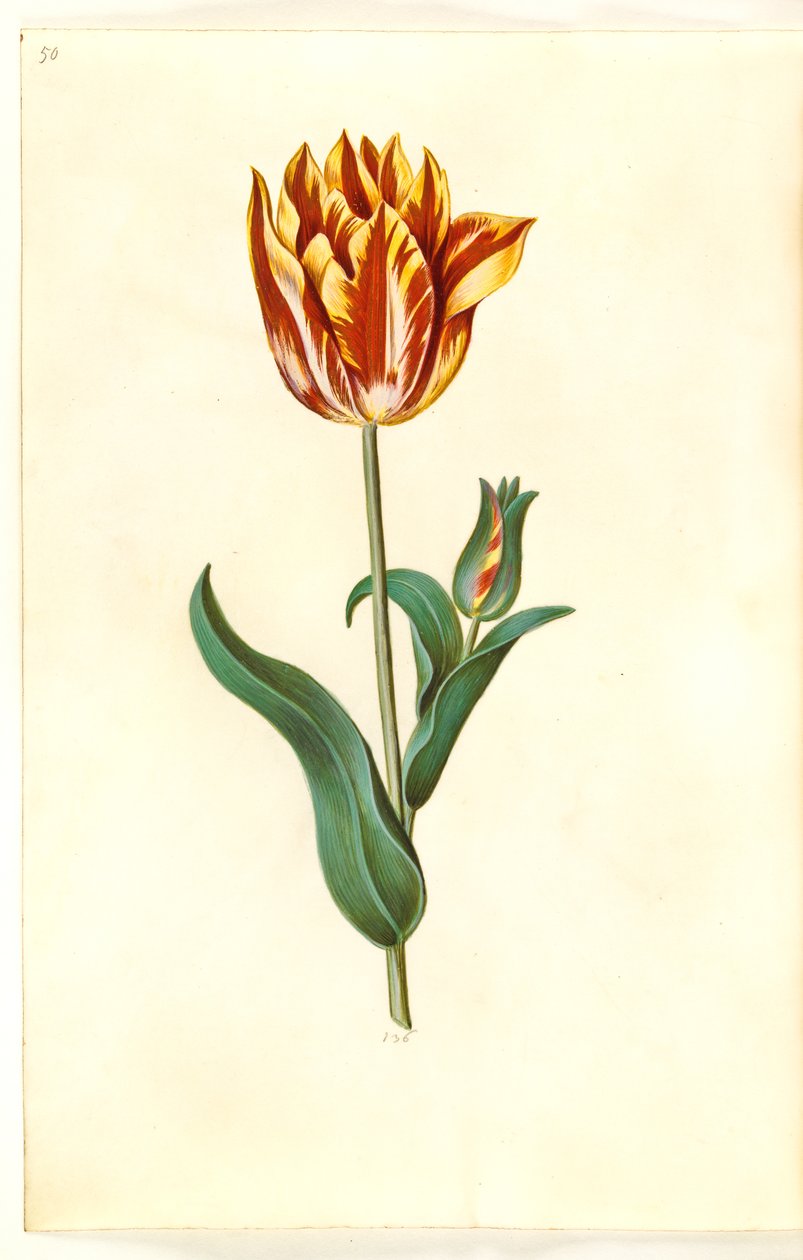 Tulipa gesneriana (ter-tulipan) de Hans Simon Holtzbecker