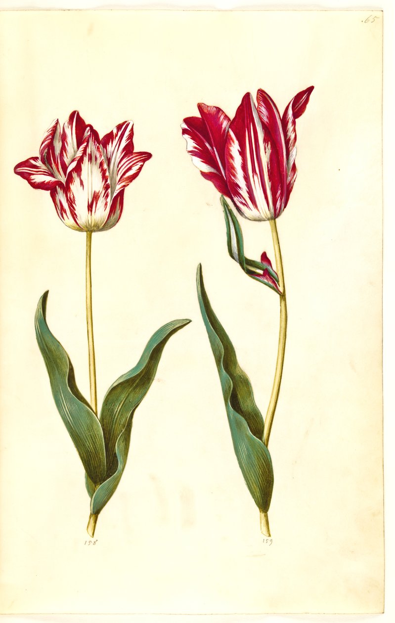 Tulipa gesneriana (ter-tulipan) de Hans Simon Holtzbecker