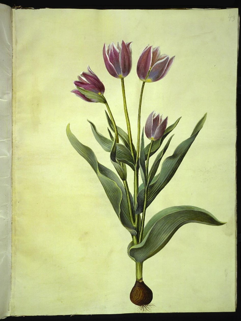 Tulipa gesneriana (ter-tulipan) de Hans Simon Holtzbecker