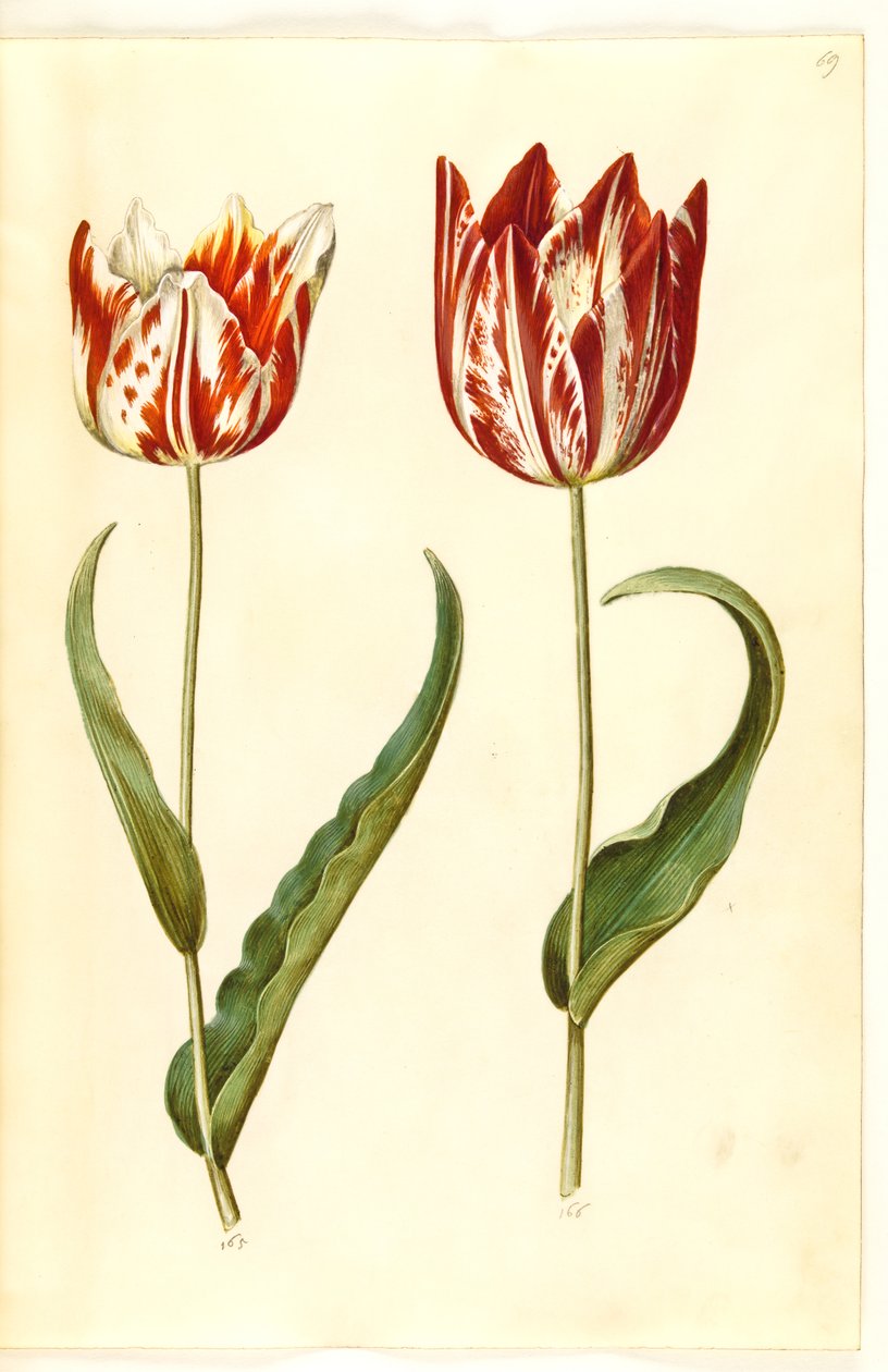 Tulipa gesneriana (ter-tulipan) de Hans Simon Holtzbecker