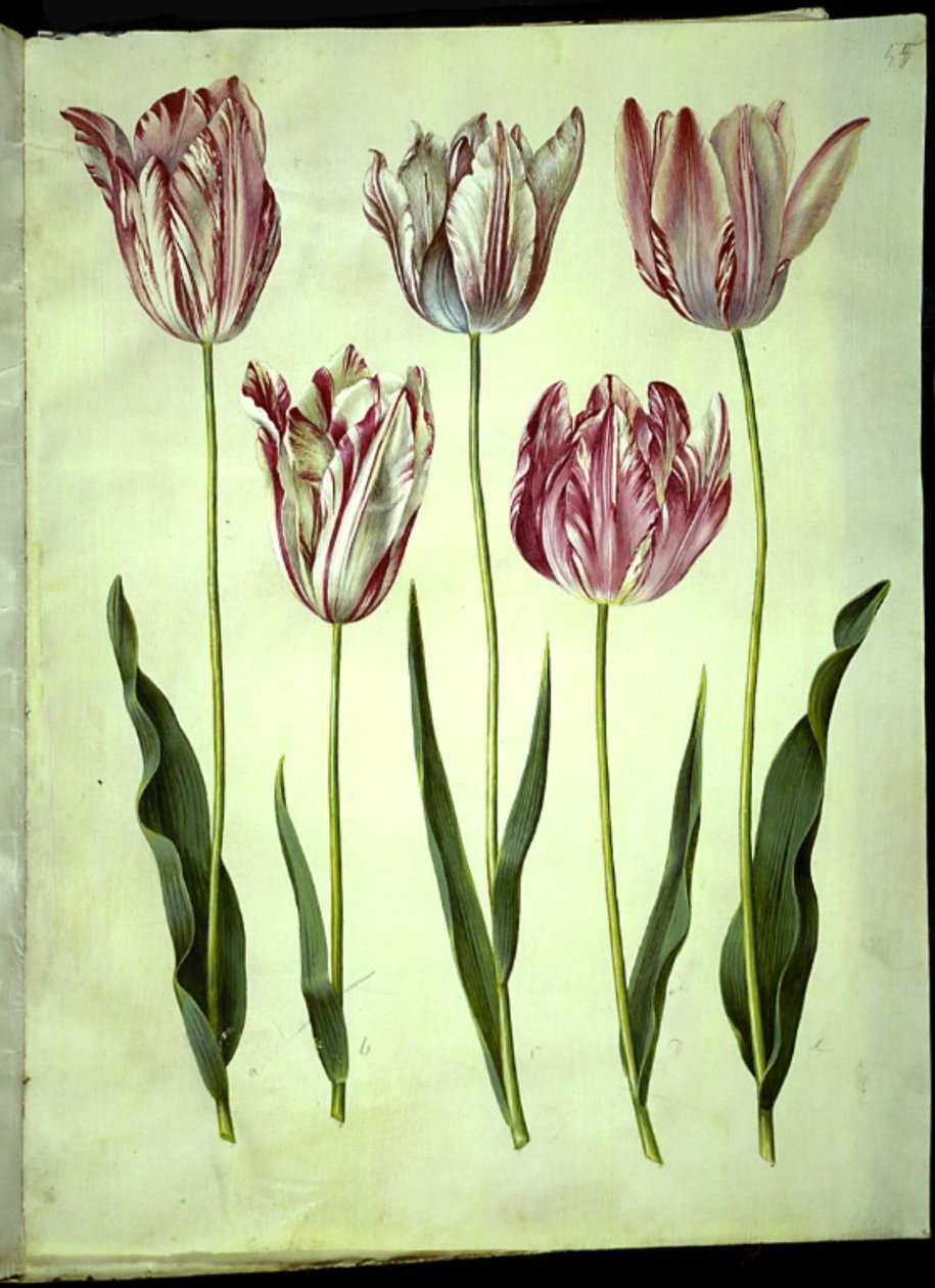 Tulipa gesneriana (ter-tulipan) de Hans Simon Holtzbecker