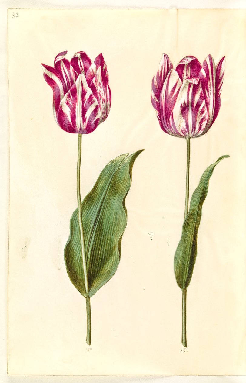 Tulipa gesneriana (ter-tulipan) de Hans Simon Holtzbecker