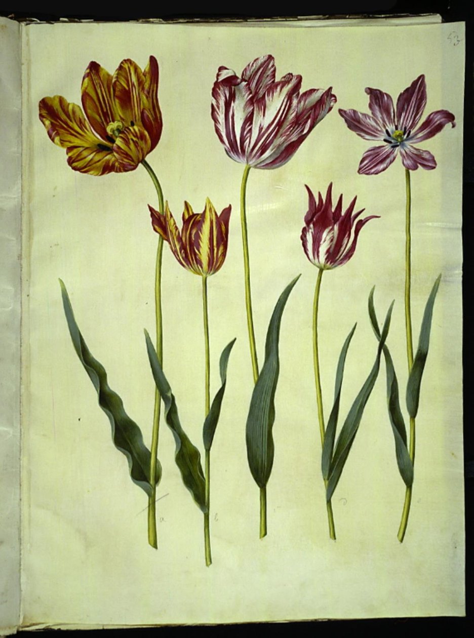 Tulipa gesneriana (ter-tulipan) de Hans Simon Holtzbecker