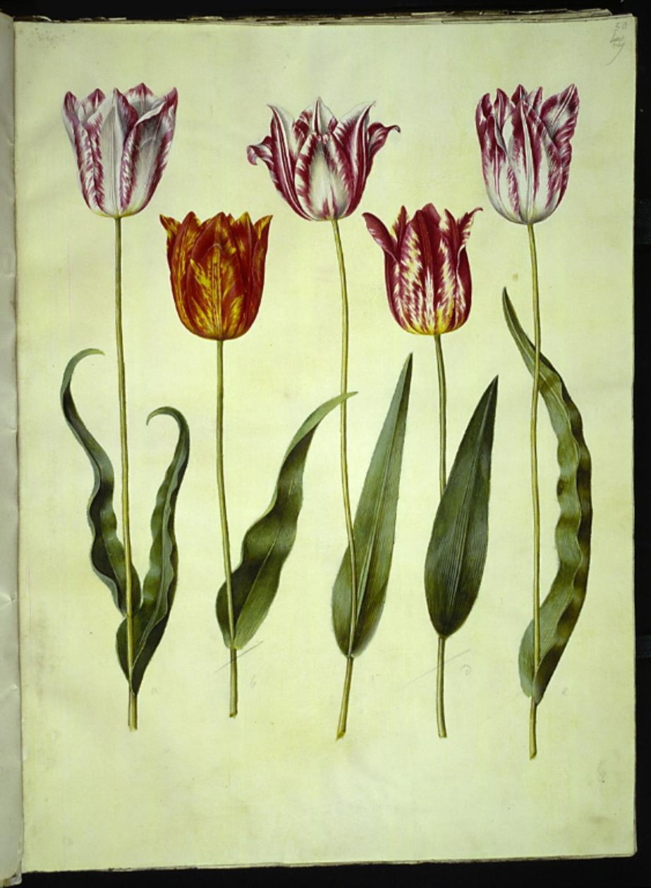 Tulipa gesneriana (ter-tulipan) de Hans Simon Holtzbecker