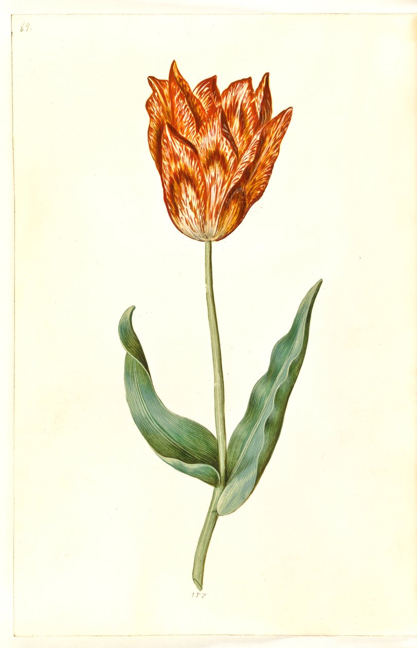 Tulipa gesneriana (ter-tulipan) de Hans Simon Holtzbecker