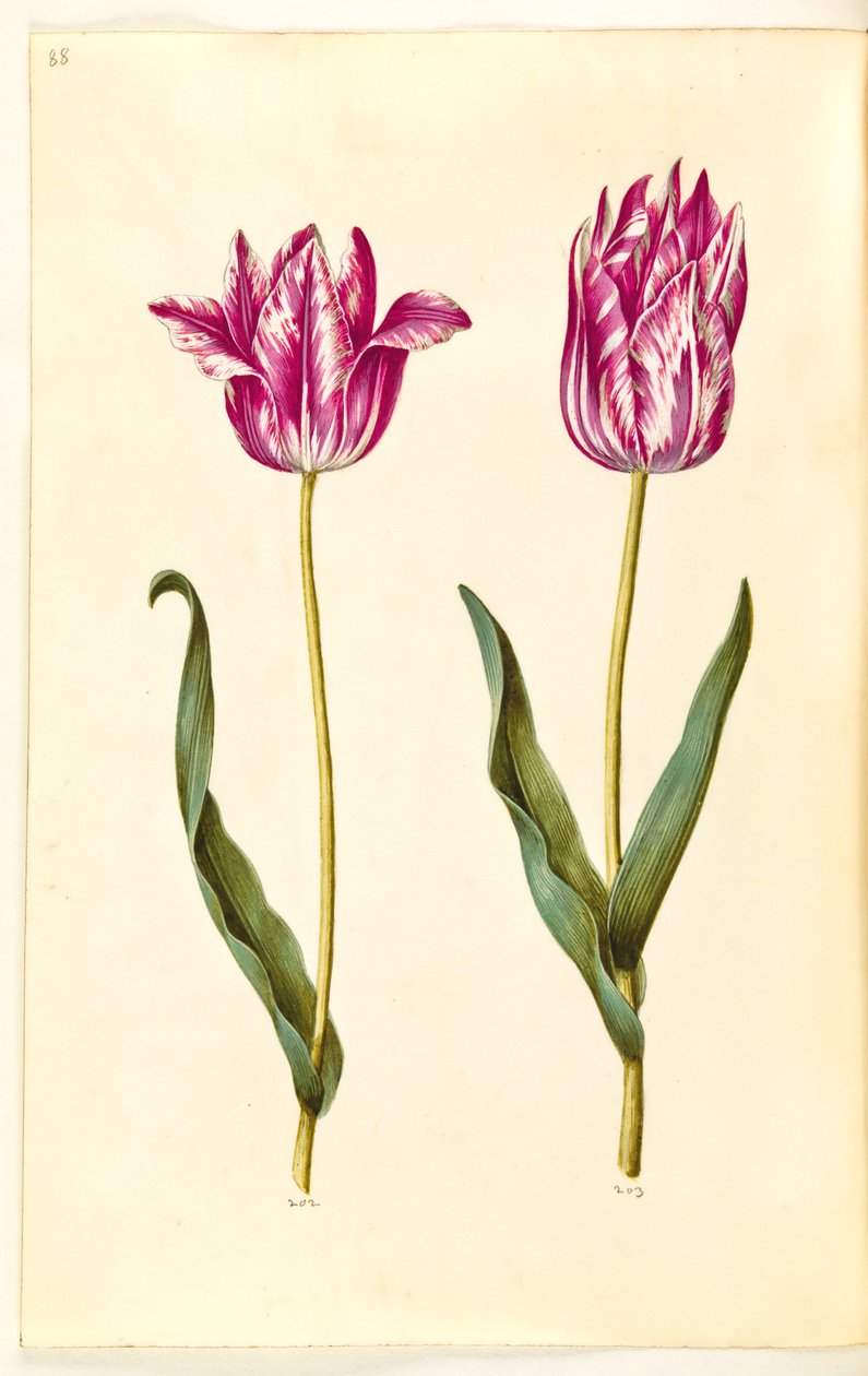 Tulipa gesneriana (ter-tulipan) de Hans Simon Holtzbecker