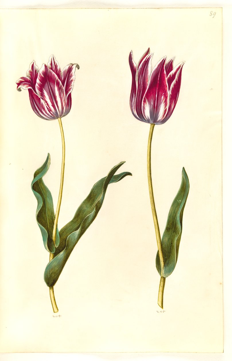 Tulipa gesneriana (ter-tulipan) de Hans Simon Holtzbecker