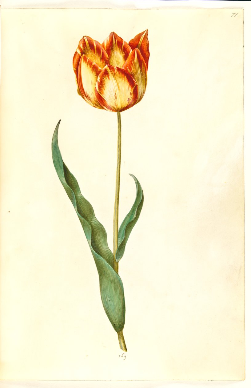 Tulipa gesneriana (ter-tulipan) de Hans Simon Holtzbecker