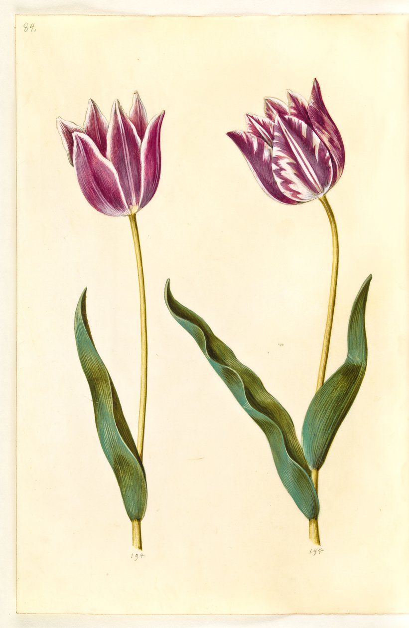 Tulipa gesneriana (ter-tulipan) de Hans Simon Holtzbecker