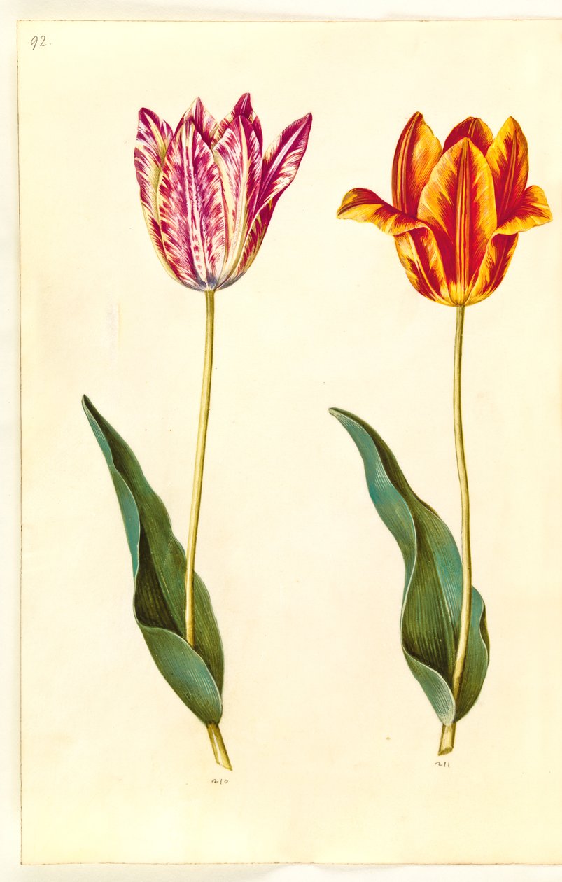 Tulipa gesneriana (ter-tulipan) de Hans Simon Holtzbecker