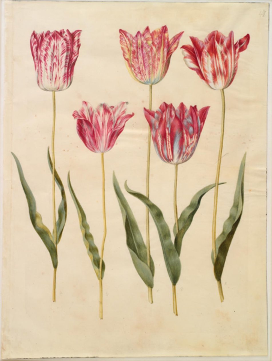 Tulipa gesneriana (ter-tulipan) de Hans Simon Holtzbecker