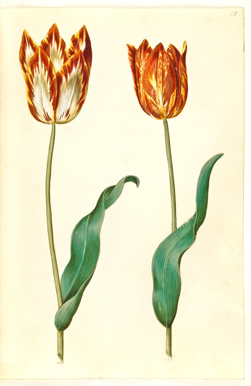 Tulipa gesneriana (ter-tulipan) de Hans Simon Holtzbecker