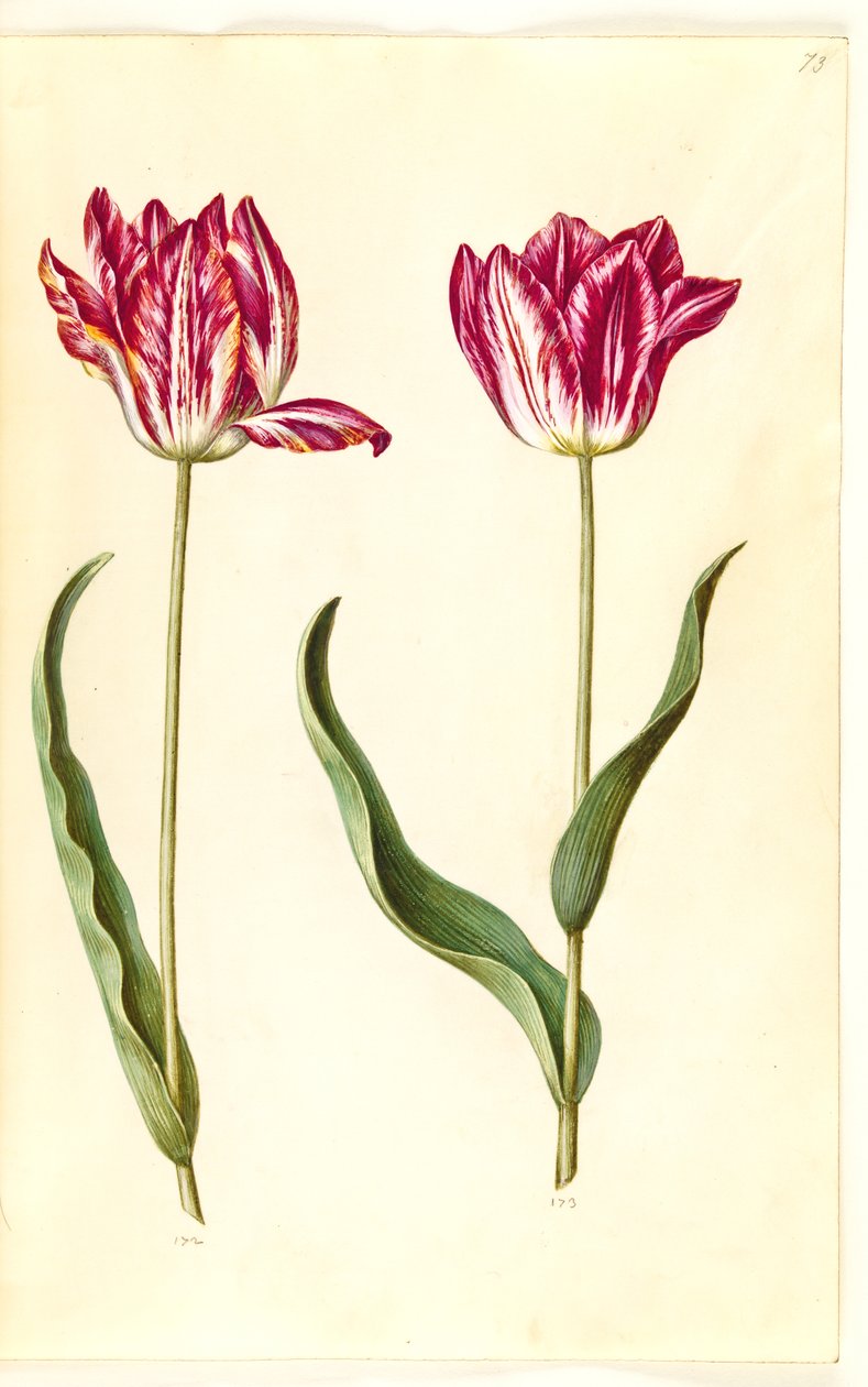 Tulipa gesneriana (ter-tulipan) de Hans Simon Holtzbecker