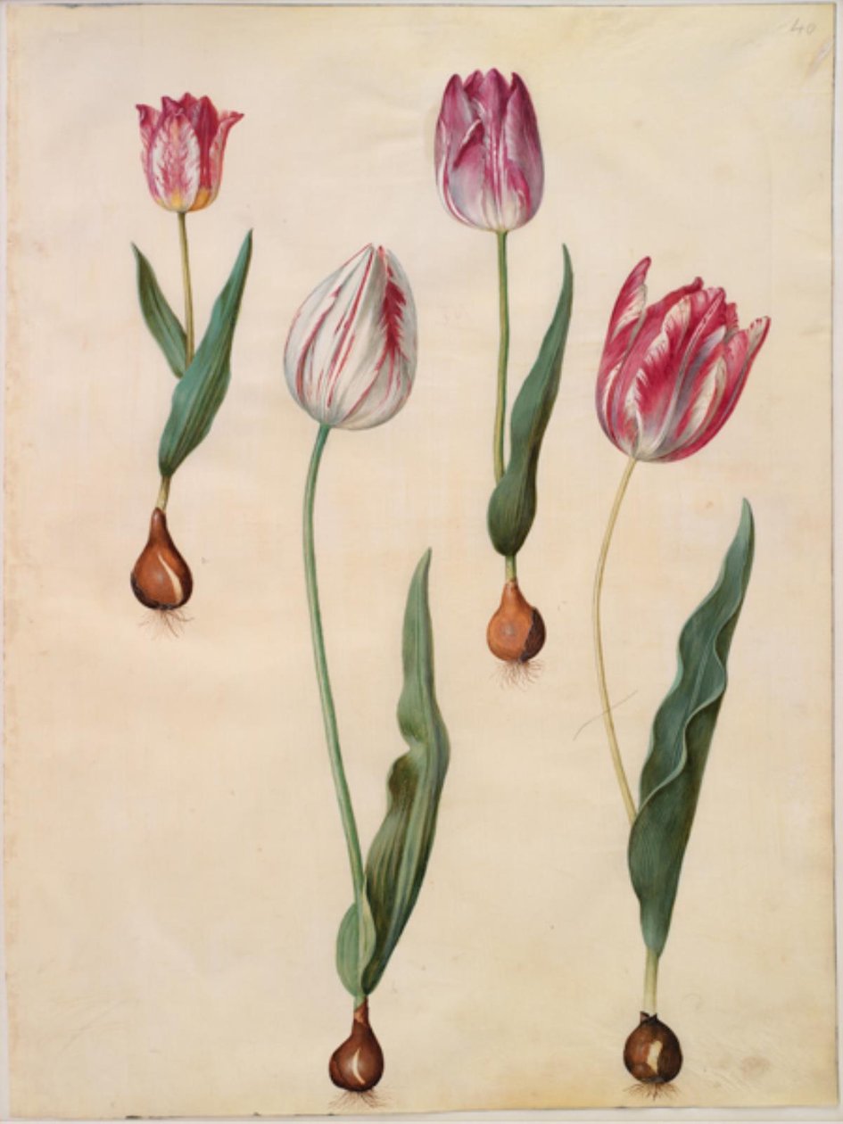 Tulipa gesneriana (ter-tulipan) de Hans Simon Holtzbecker