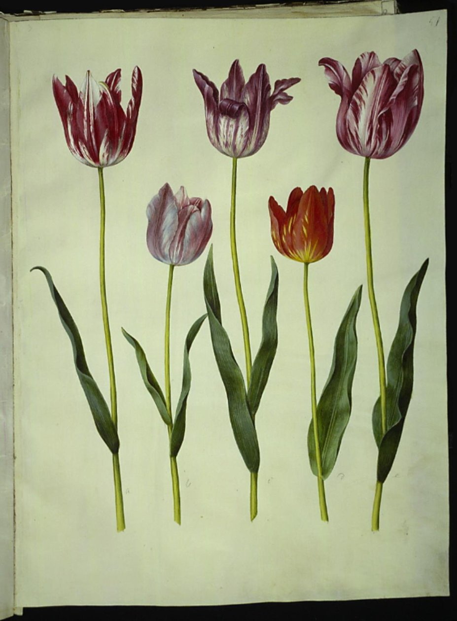 Tulipa gesneriana (ter-tulipan) de Hans Simon Holtzbecker